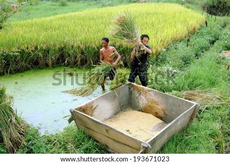 Pengzhou, China - May 9, 2007:  Two Chinese farmers at work in a field harvesting rice by shaking the grains into a large wooden box