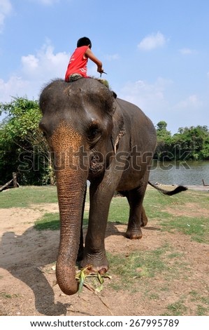 Ayutthaya, Thailand - December 22, 2010:   Young Thai boy sitting atop his elephant as it eats a stalk of corn at the Ayutthaya Elephant Royal Palace & Kraal