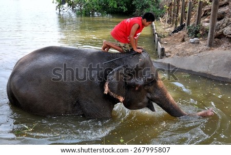 Ayutthaya, Thailand - December 22, 2010:  Young Thai boy riding atop an elephant emerging from a river bath at the Ayutthaya Elephant Royal Palace & Kraal