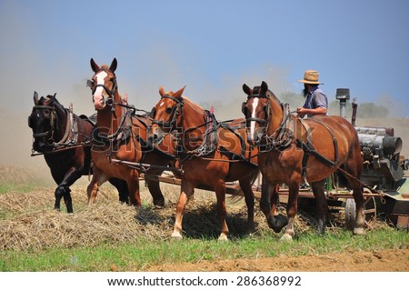 Lancaster County, Pennsylvania:  Amish farmer with a team of four horses plowing a field for summer planting   *