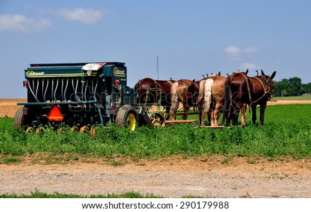 Lancaster County, Pennsylvania - June 8, 2015:  A team of four horses pulling a farm machine in a field of summer produce on an Amish farm