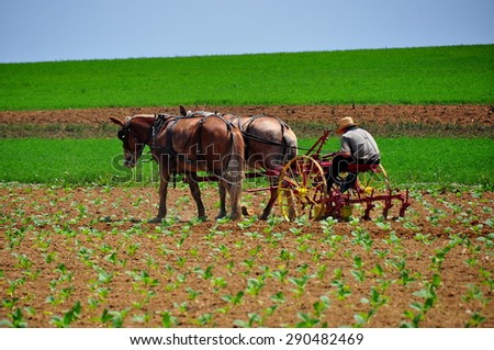 Lancaster County, Pennsylvania - June 8, 2015:  Amish farmer at work tilling a field of growing produce with a team of two horses *