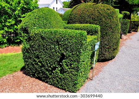 Portsmouth, Rhode Island - July 16, 2015:  A topiary chair fashioned from English Privet at Green Animals Topiary Gardens *