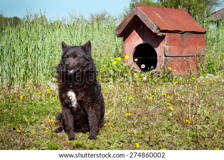 Black domestic dog sitting near his canine house