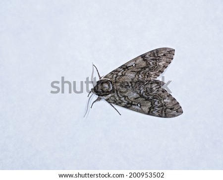 Waved Sphinx Moth ( Ceratomia undulosa ) 7877 against a white background.
