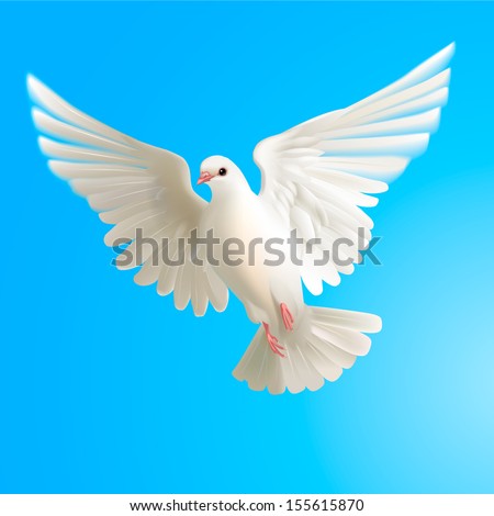 White Pigeon Stock Vector Illustration 155615870 : Shutterstock