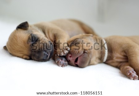 cute little newborn whelps lying together with her mom and sleeping. Image taken isolated on white. The little puppies are two weeks of age.