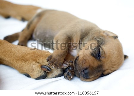 cute little newborn whelps lying together with her mom and sleeping. Image taken isolated on white. The little puppies are two weeks of age.