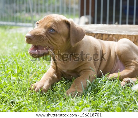 Cute little Rhodesian Ridgeback puppy playing in the grass in garden. It is chewing a treat and has a funny expression in face. The little dog is five weeks of age.