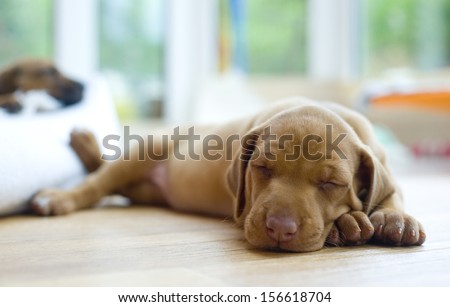 Cute little Rhodesian Ridgeback puppy sleeping on the ground. The little dogs are four weeks of age.