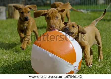 Cute little puppies playing together with a big water ball in garden.