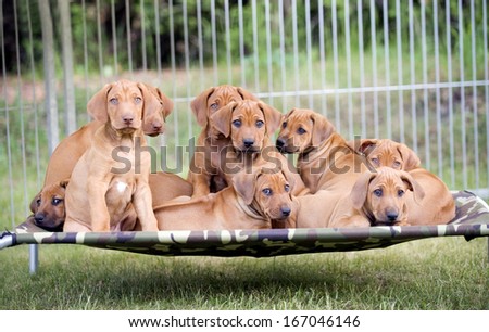 A litter of cute puppies sitting together on a hammock in garden.