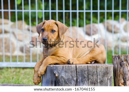 cute little puppy laying on a wooden stem outside in garden