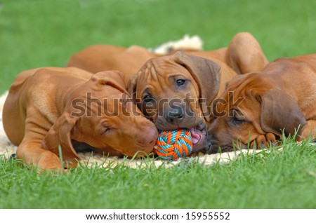 pictures of puppies playing. stock photo : Cute rhodesian ridgeback puppies playing together in the 