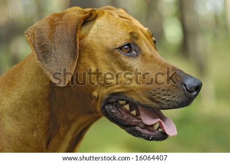 A black nosed Rhodesian ridgeback head from the side with a green background