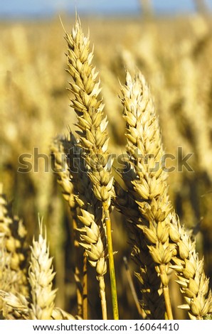 Wheat field in summer sun close up with blue background