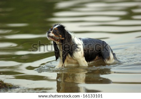 Male dog in river