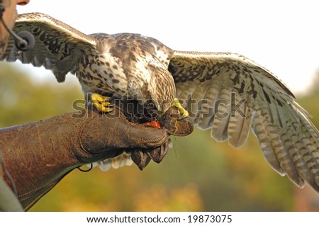 A falcon is a bird of prey with nice expression-photo taken in a nature park