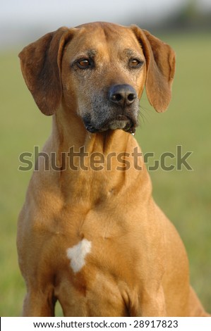 Rhodesian Ridgeback Puppies on Rhodesian Ridgeback Dog Stock Photo 28917823   Shutterstock