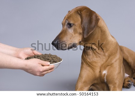 Dog with a full food bowl