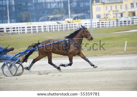 Beautiful brown horse trotting very fast at a harness horse race