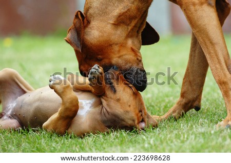 Beautiful Rhodesian Ridgeback female dog is teaching her offspring gently. The mother is biting the puppy in its muzzle to socializing it. They are rolling together on the green grass in garden.