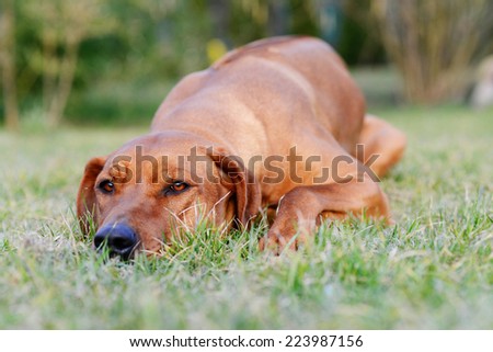 Beautiful Rhodesian Ridgeback dog is sleeping outside in the sun. The cute dog is lying down and snoozing with closed eyes.