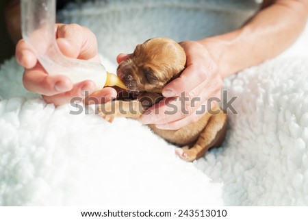 Newborn whelp fed with a small bottle of milk by human hands. The little puppy is one day of age. Image in front of white background. It is a purebred Rhodesian Ridgeback dog.