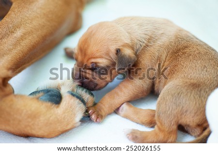 A cute little puppy is sniffing on the big paw of its mother. The whelp is two weeks of age.