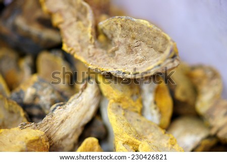 Dried phellinus linteus close-up, various medicinal herbs of traditional oriental medicine