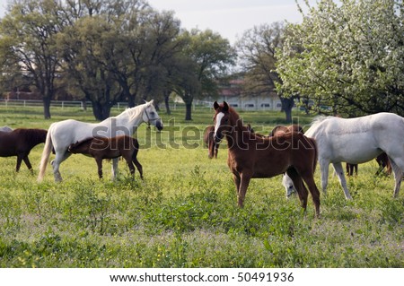 Photo of  horses in a farm with trees in background