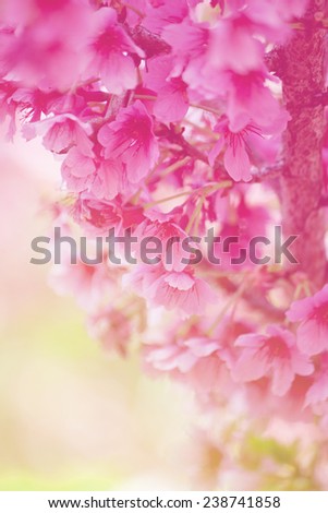 Spring cherry blossoms on color nature background