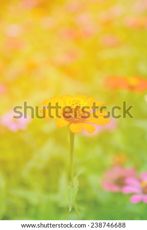 sweet flower zinnia, blurred background color nature flowers