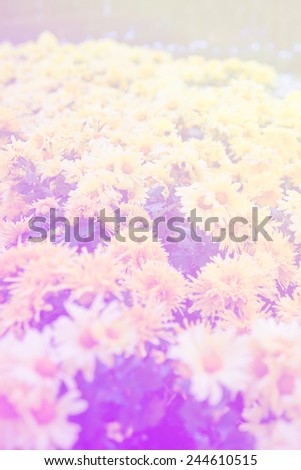 sweet purple backgrounds color nature flowers