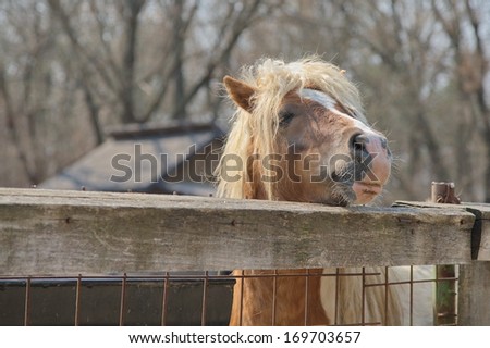a horse in the yard