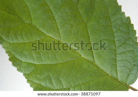 Extreme close up of a green leaf from a tree.