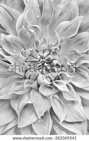 black and white flower dahlia close up
