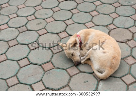 Lost dog sleep on the ground