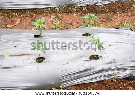 Young plants seedlings in soil with plastic cover