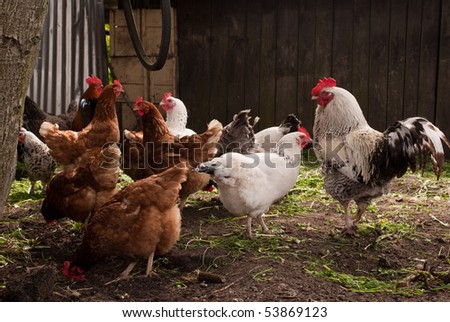 A group of pasture raised chickens peck for feed on the ground