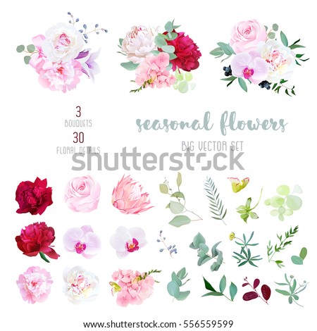 Pink rose, white and burgundy red peony, protea, violet orchid, hydrangea, campanula flowers and mix of seasonal plants and herbs big vector collection. All elements are isolated and editable.