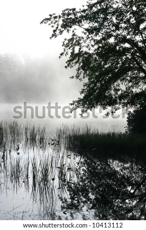 Silhouette of a tree and water plants against a foggy lake