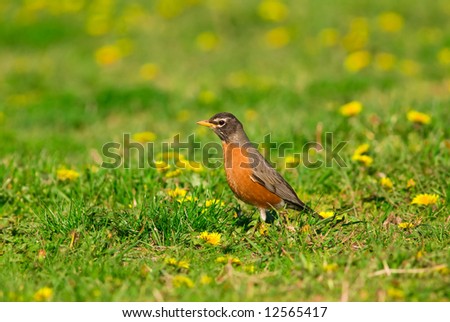 American Robin (Turdus migratorius) searching for food on a dandelion covered meadow