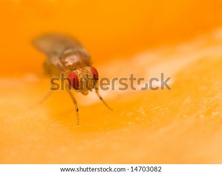 Male common fruit fly (Drosophila Melanogaster) doing what fruit flies do best - enjoying its fruit (apple)