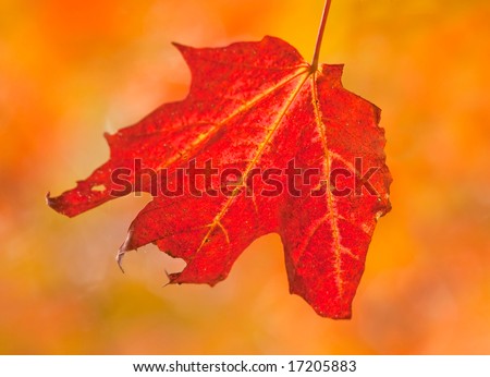 Single red maple leaf set against colorful autumn foliage