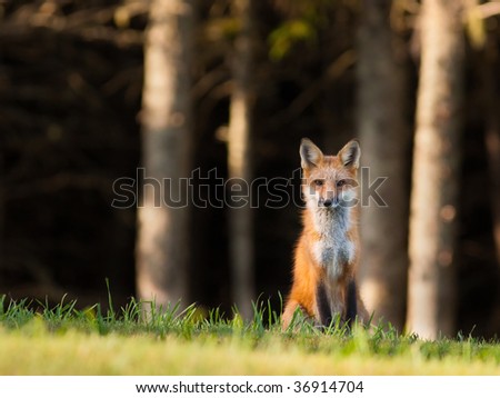 Young red fox sitting on the edge of the forest, looking cautiously at the camera