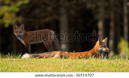 Immature red fox (Vulpes vulpes) resting on the grass after a mock fight with its sibling, which is keeping a watchful eye on everything
