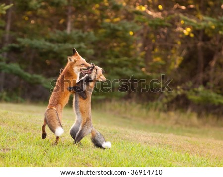 Foxes Fighting