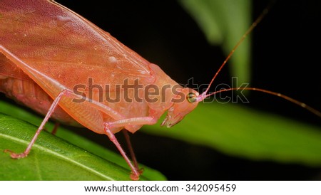 Pink katydid-erythrism of a green katydid where the red color pigment excessive instead of green