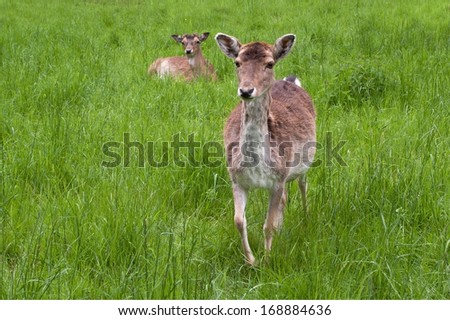 young deer in a field